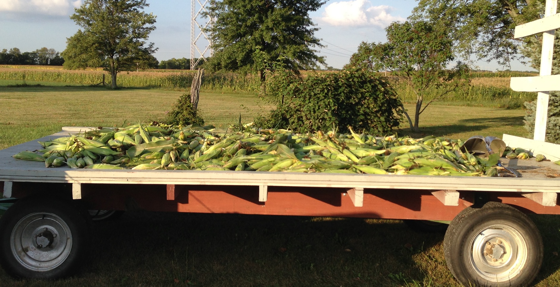 Fresh Corn from the heart of Indiana
