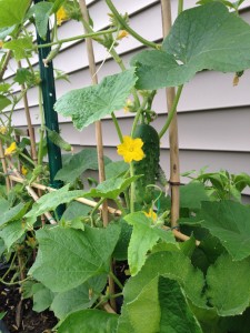 A small 16ft by 4ft plot can yield many kinds of vegetables